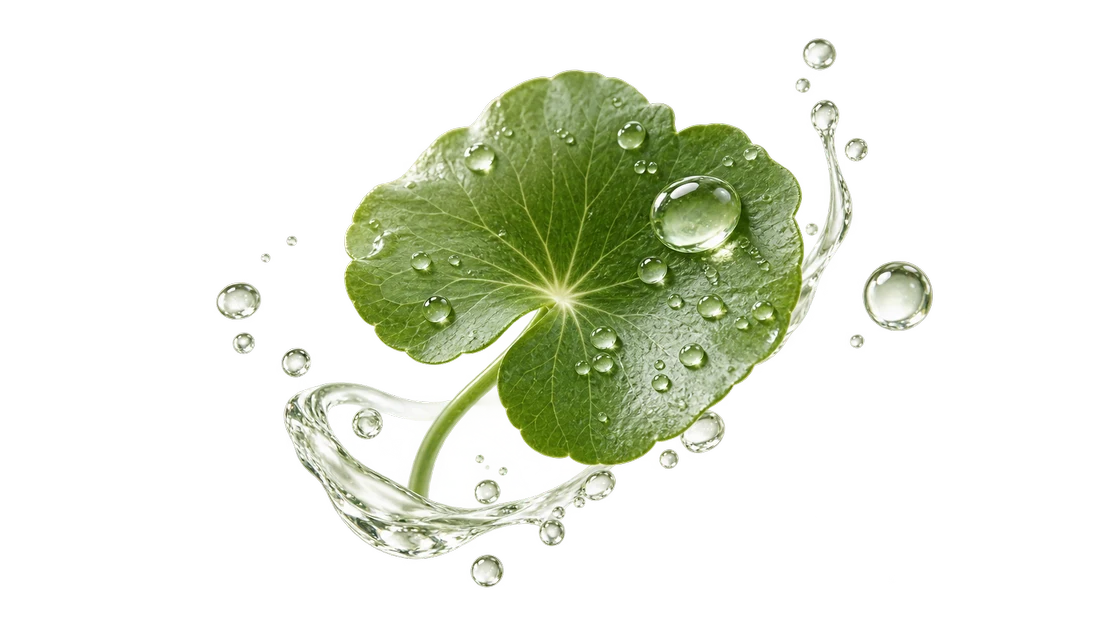 Daun centella asiatica dengan percikan air